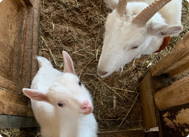ホテルで飼育している白ヤギ