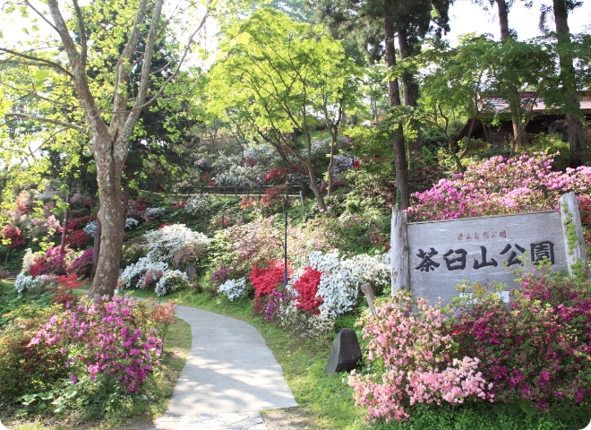 大鰐つつじまつり